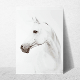 affiche cheval blanc