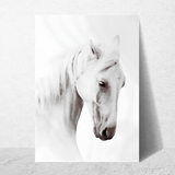 affiche cheval blanc